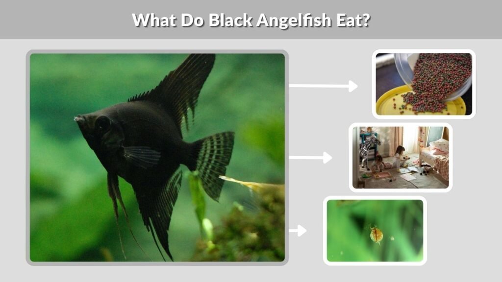 What Do Black Angelfish Eat?