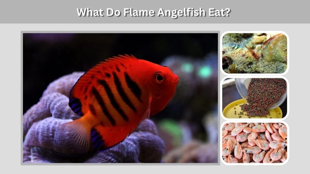 What Do Flame Angelfish Eat?