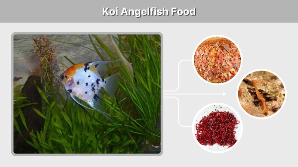 Koi Angelfish Food