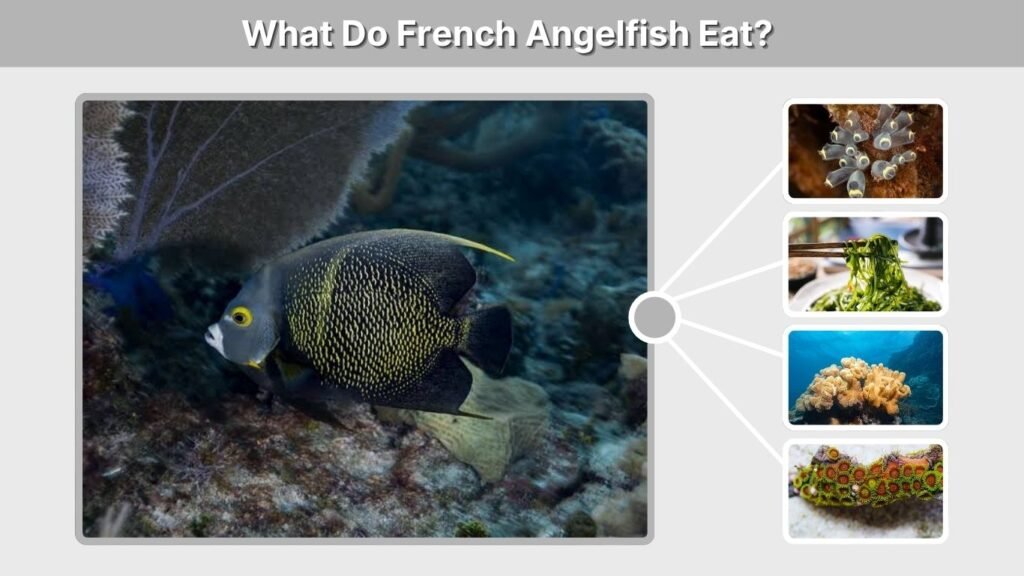 What Do French Angelfish Eat?