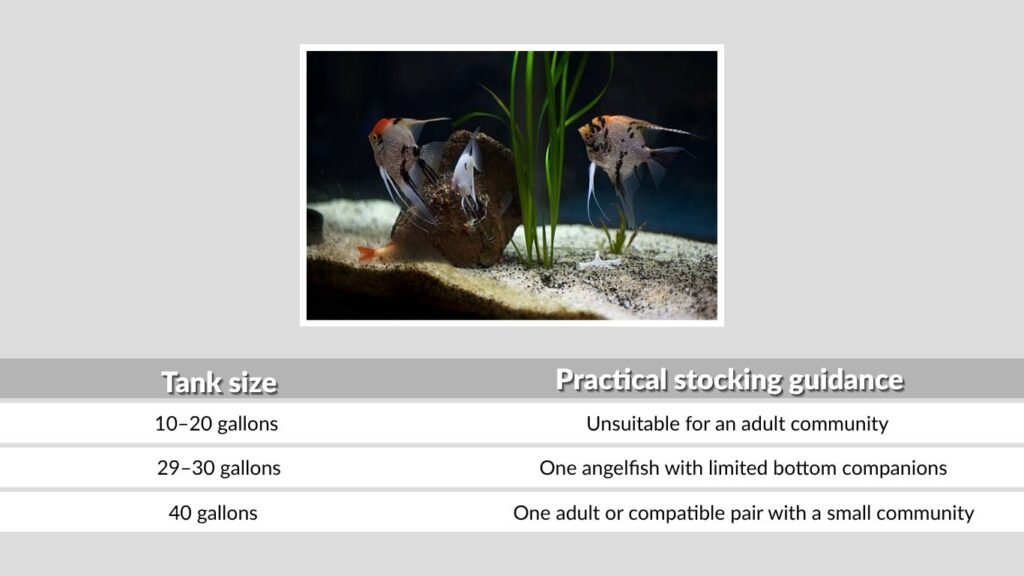 Tank Mates by Aquarium Size
