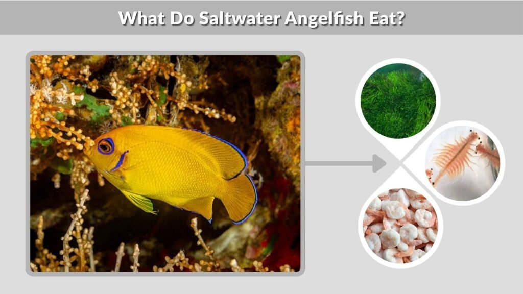 What Do Saltwater Angelfish Eat?