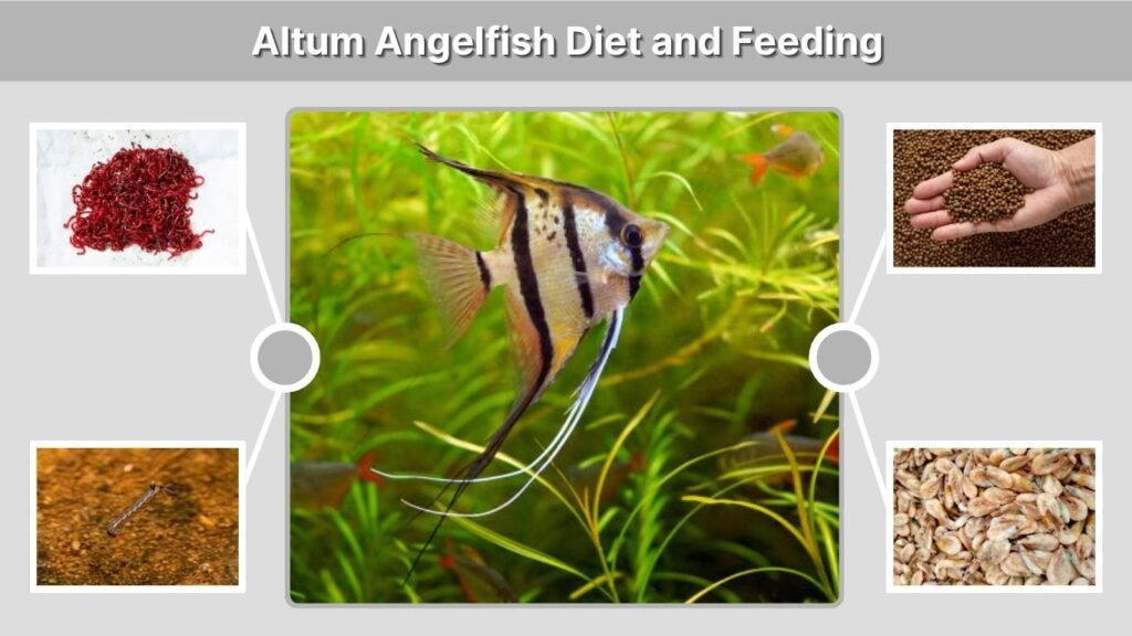Altum Angelfish Diet and Feeding