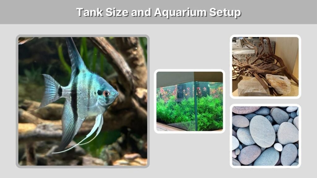 Tank Size and Aquarium Setup