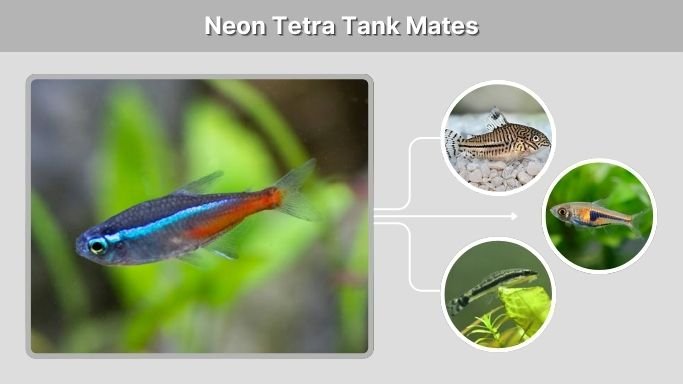Neon Tetra Tank Mates