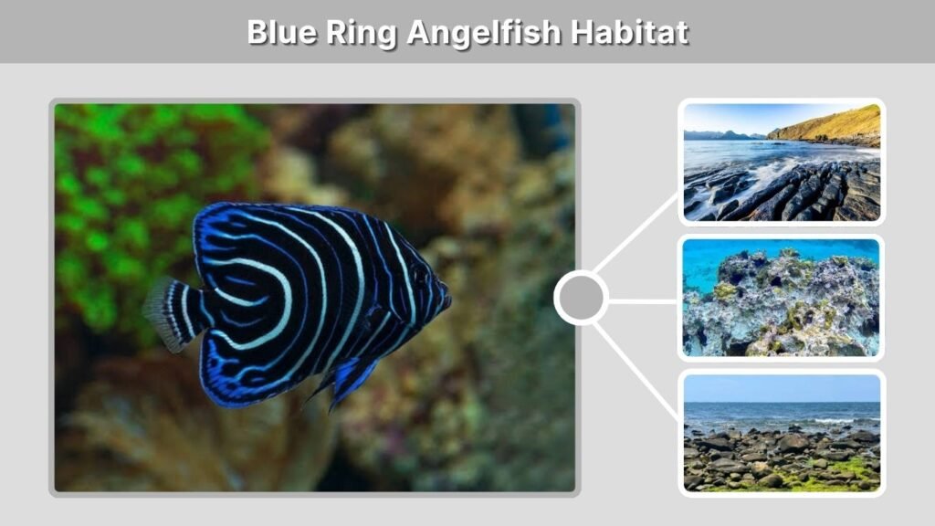 Blue Ring Angelfish Habitat