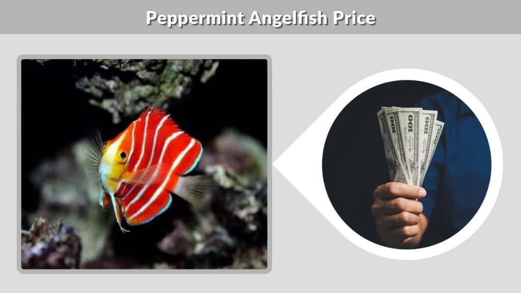 Peppermint Angelfish Price