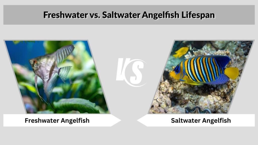 Freshwater vs. Saltwater Angelfish Lifespan