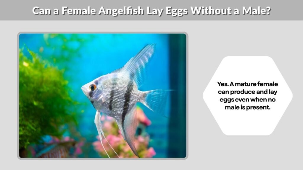 Can a Female Angelfish Lay Eggs Without a Male?