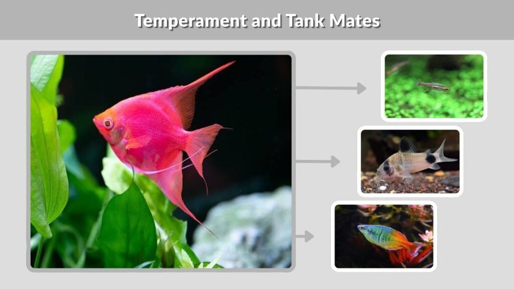 Temperament and Tank Mates