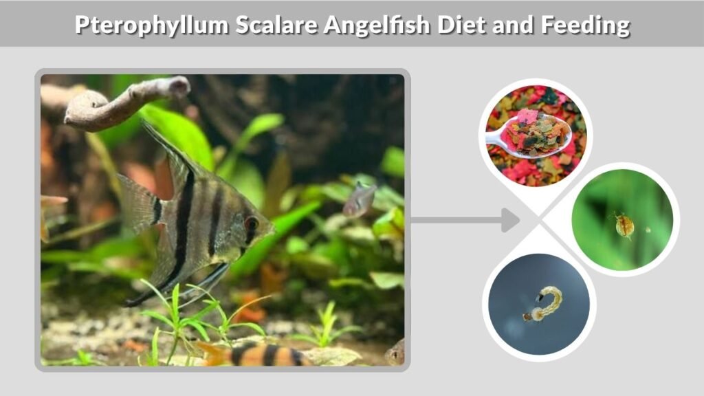 Pterophyllum Scalare Angelfish Diet and Feeding