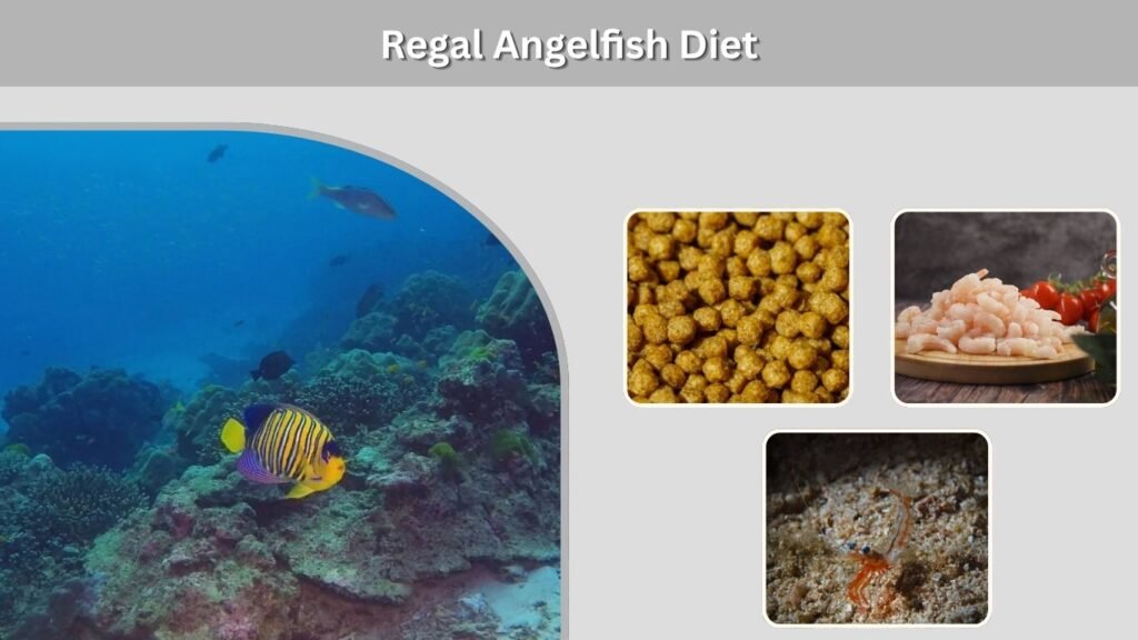 Regal Angelfish Diet