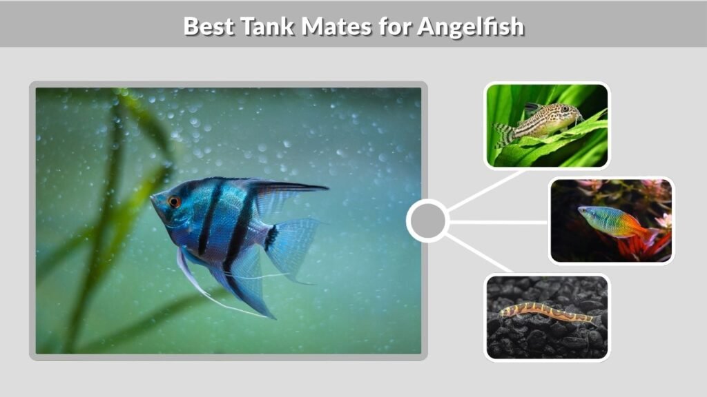 Best Tank Mates for Angelfish