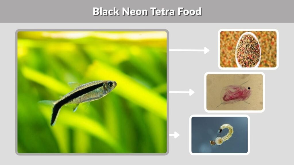 Black Neon Tetra Food