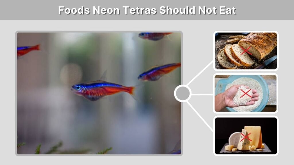 Foods Neon Tetras Should Not Eat