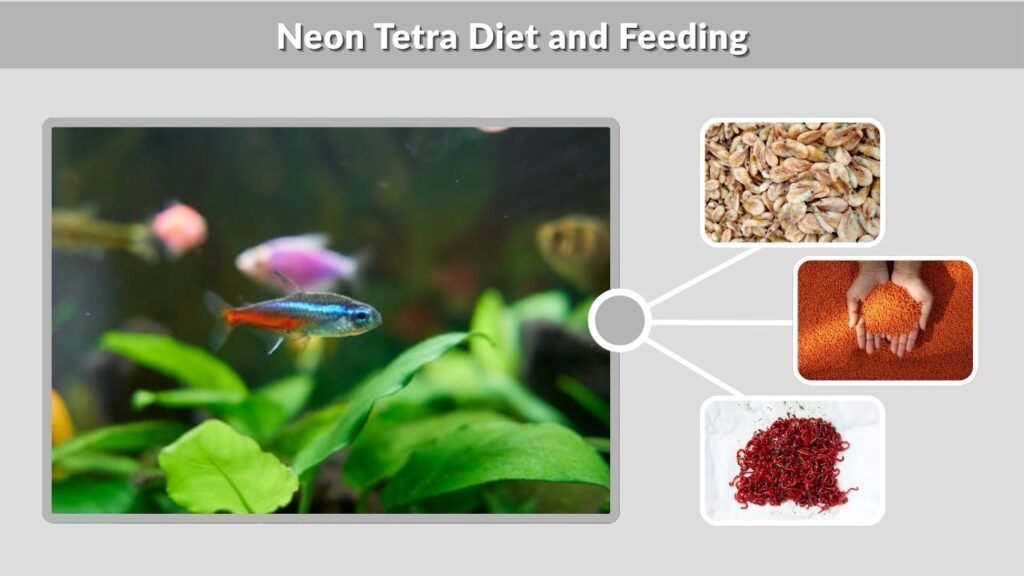 Neon Tetra Diet and Feeding