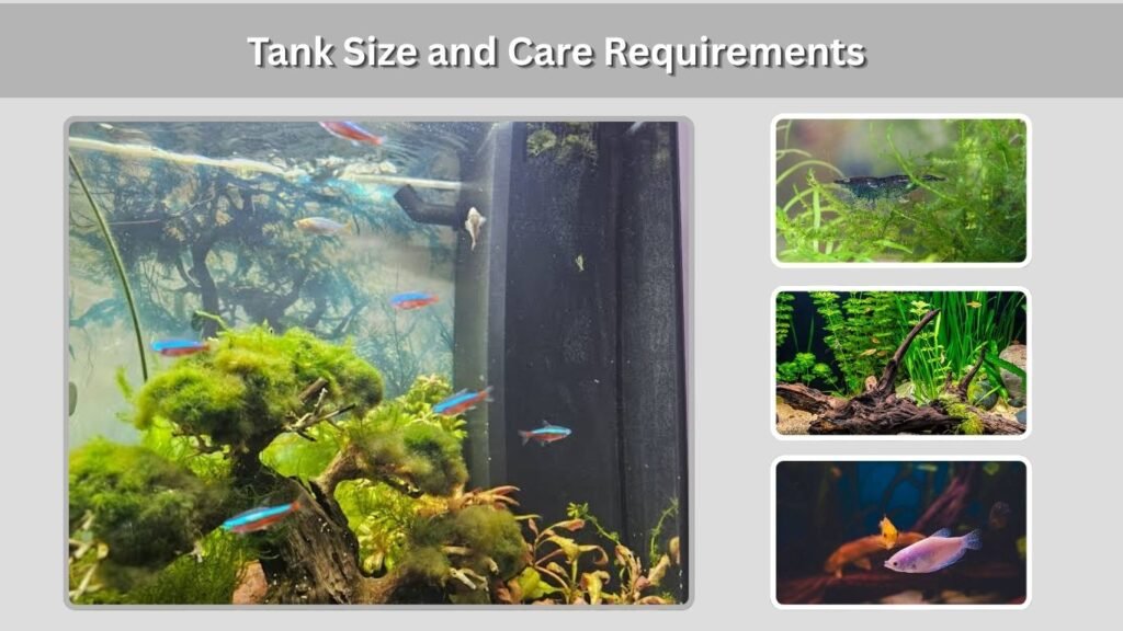 Tank Size and Care Requirements