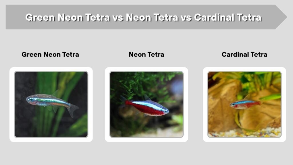 Green Neon Tetra vs Neon Tetra vs Cardinal Tetra