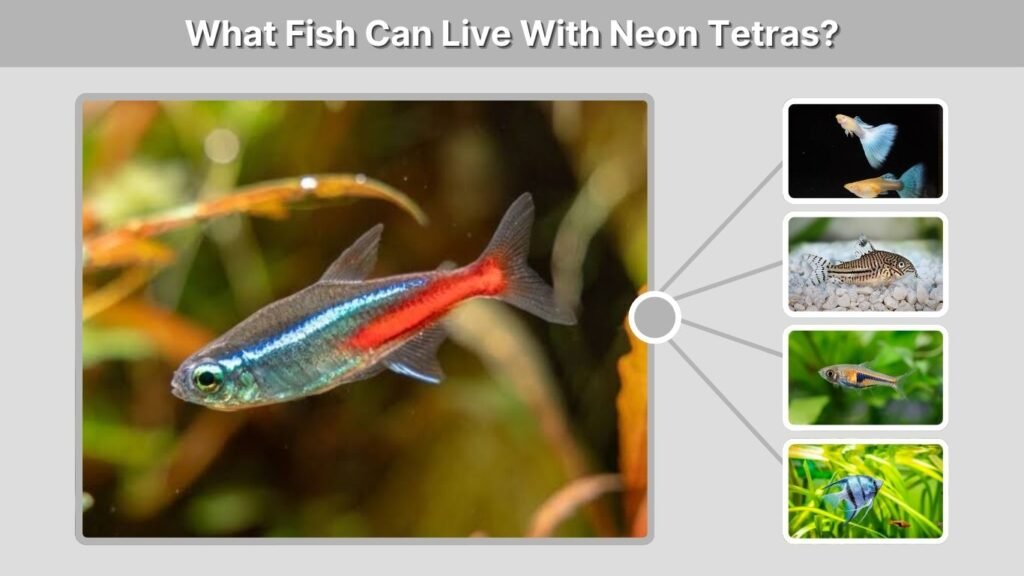 What Fish Can Live With Neon Tetras?