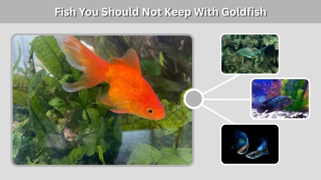 Fish You Should Not Keep With Goldfish