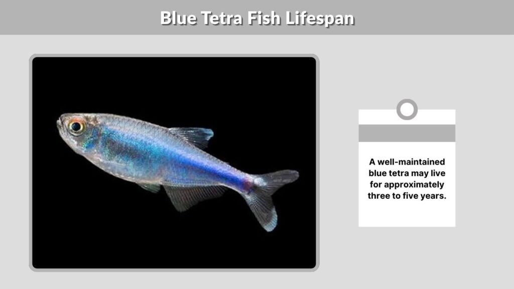 Blue Tetra Fish Lifespan