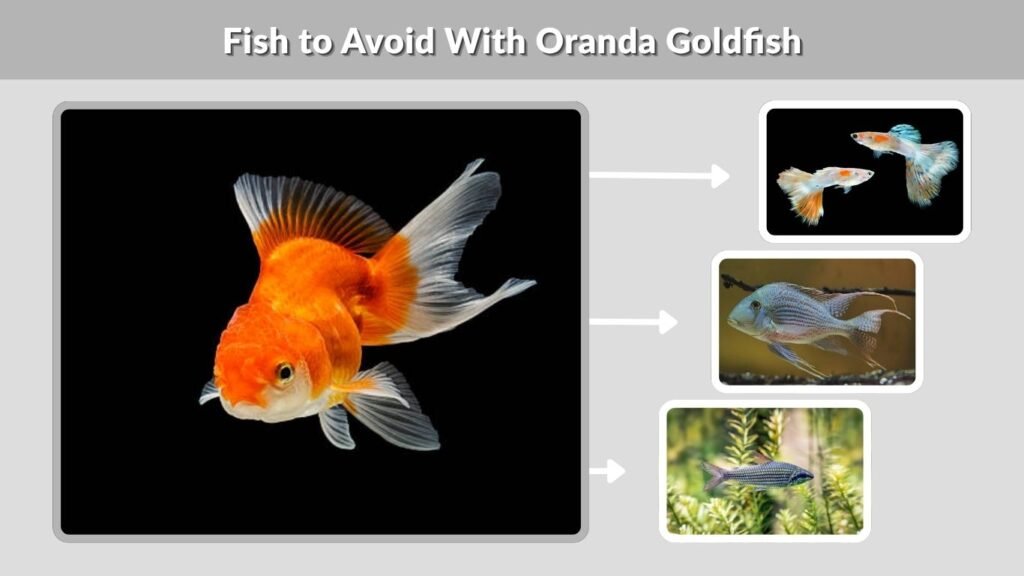 Fish to Avoid With Oranda Goldfish