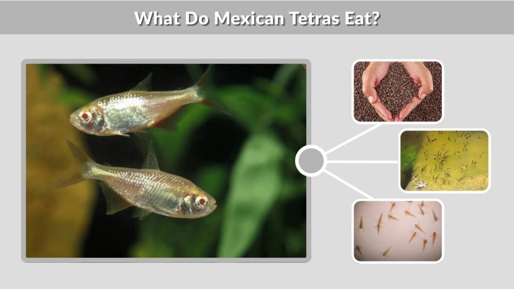 What Do Mexican Tetras Eat?