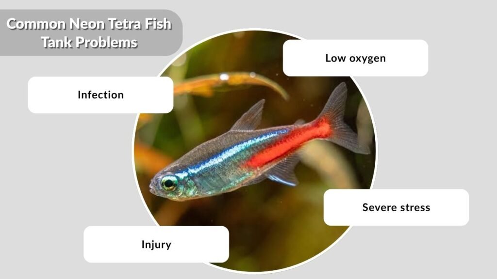 Common Neon Tetra Fish Tank Problems