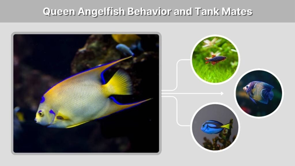 Queen Angelfish Behavior and Tank Mates