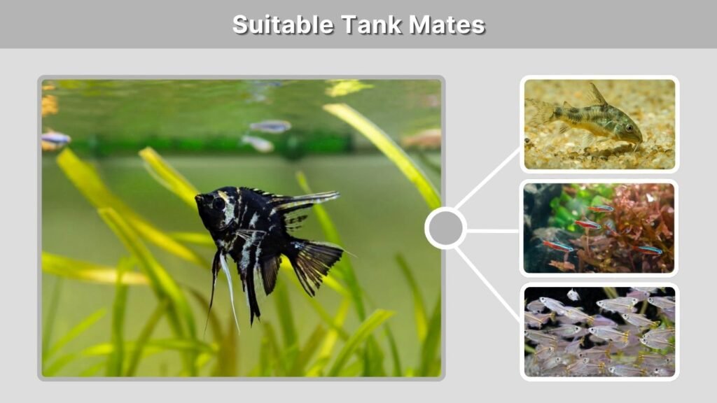 Suitable Tank Mates