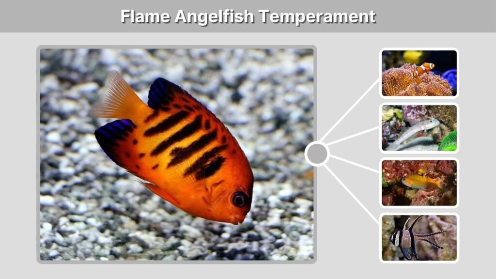 Flame Angelfish Temperament