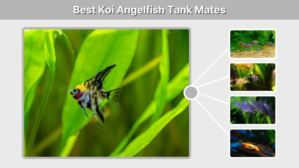 Best Koi Angelfish Tank Mates