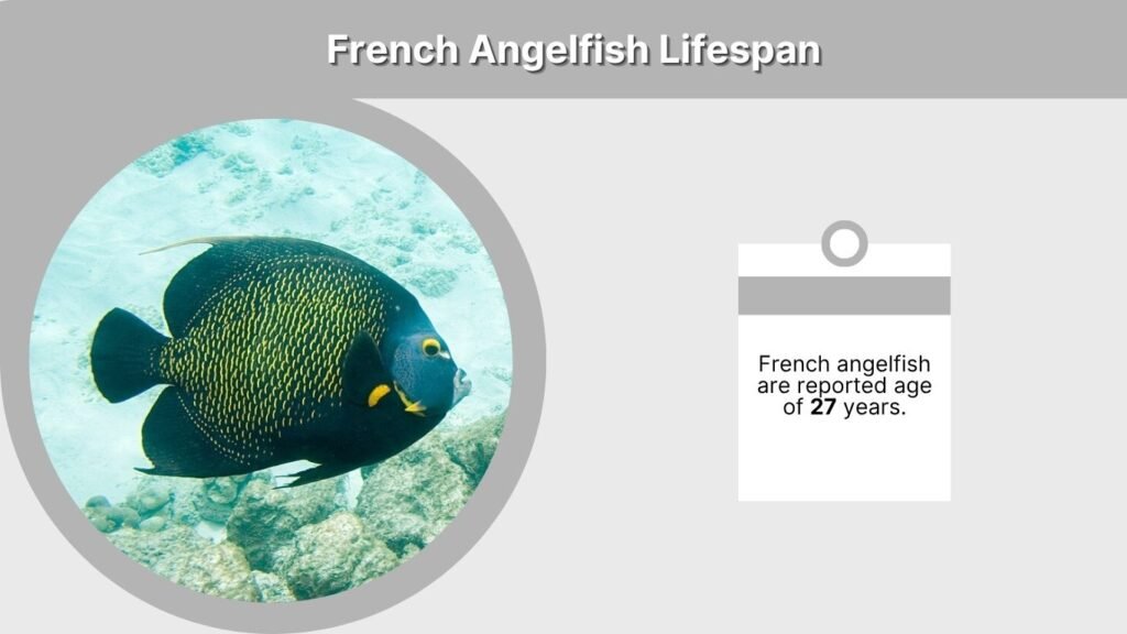 French Angelfish Lifespan