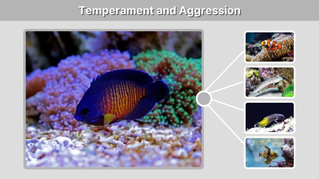Temperament and Aggression