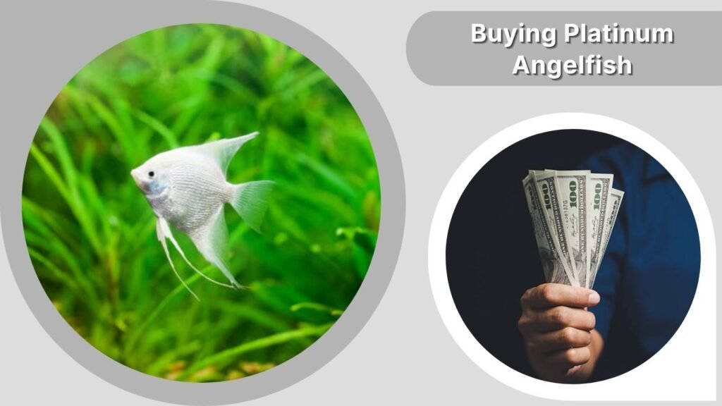 Buying Platinum Angelfish