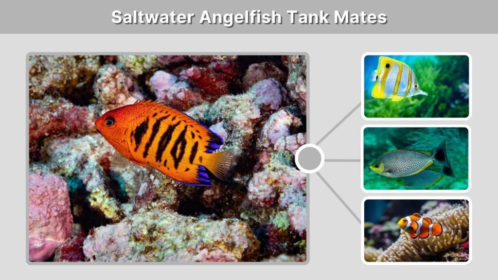 Saltwater Angelfish Tank Mates