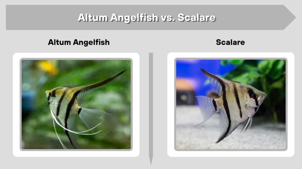 Altum Angelfish vs. Scalare