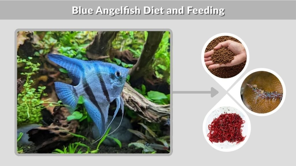 Blue Angelfish Diet and Feeding
