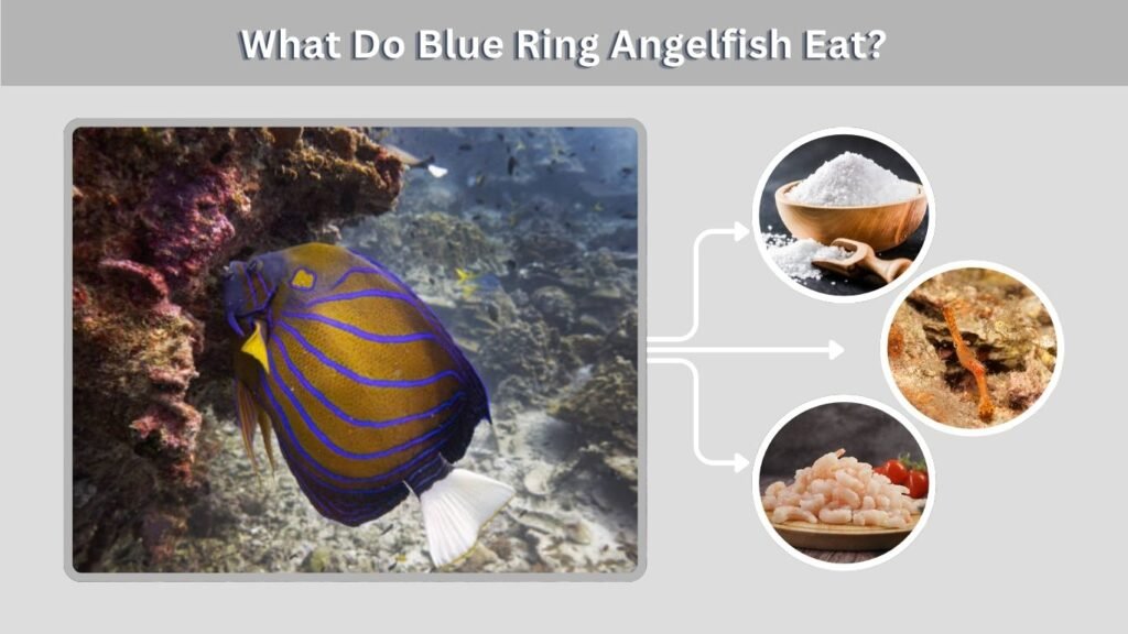 What Do Blue Ring Angelfish Eat?