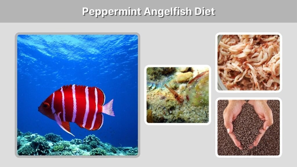 Peppermint Angelfish Diet