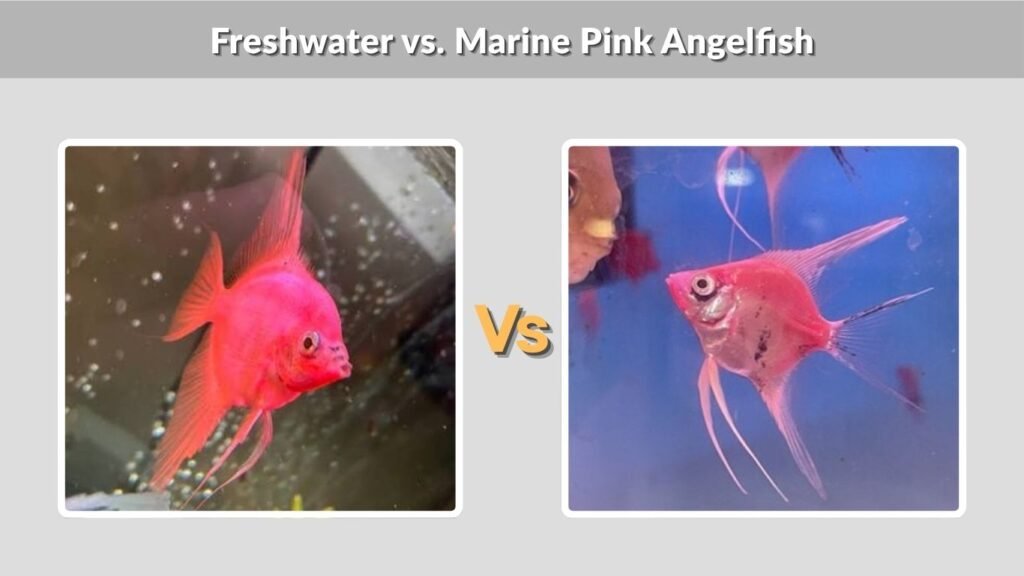 Freshwater vs. Marine Pink Angelfish