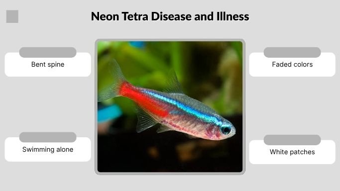 Neon Tetra Disease and Illness