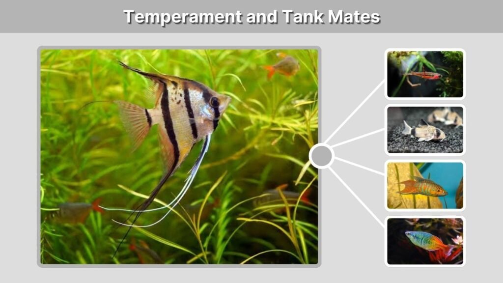 Temperament and Tank Mates