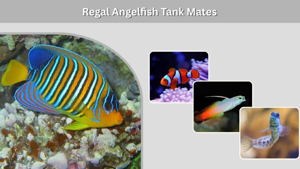 Regal Angelfish Tank Mates