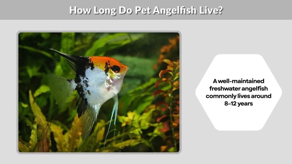 How Long Do Pet Angelfish Live?