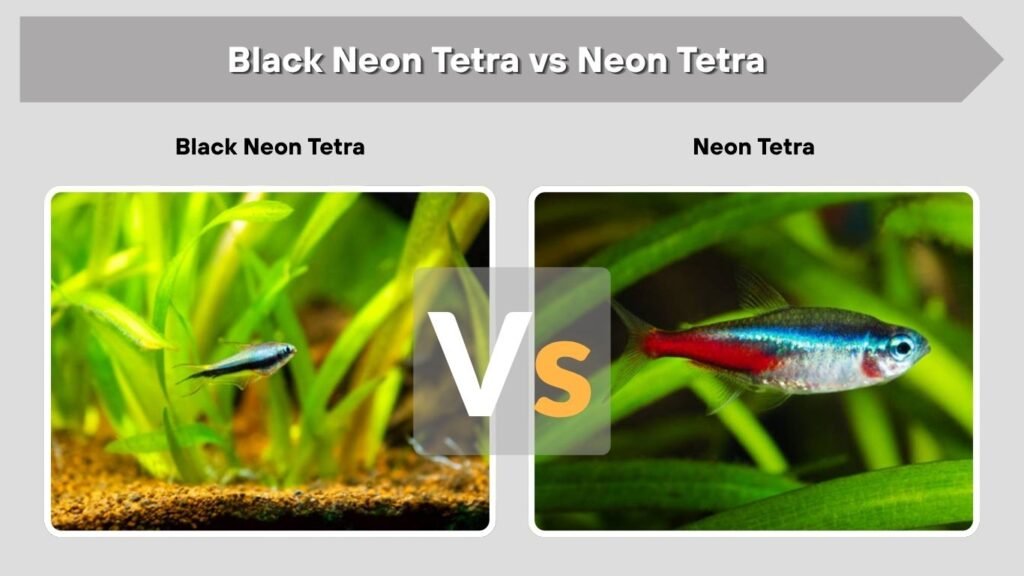 Black Neon Tetra vs Neon Tetra