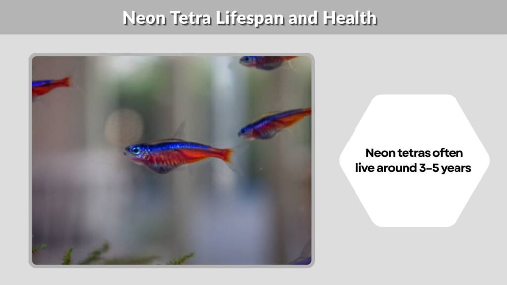 Neon Tetra Lifespan and Health
