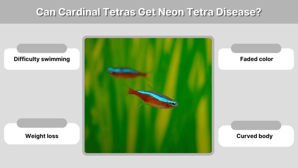 Can Cardinal Tetras Get Neon Tetra Disease?