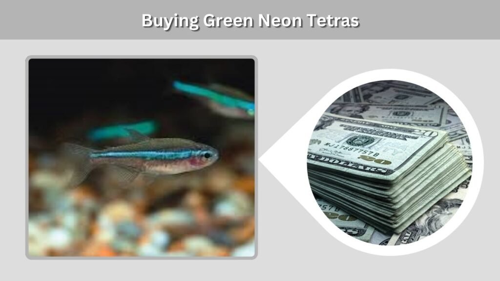 Buying Green Neon Tetras