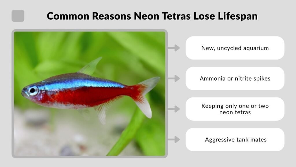 Common Reasons Neon Tetras Lose Lifespan
